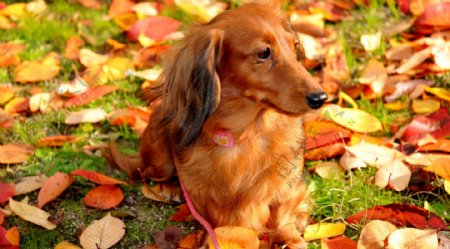 秋天树叶与小狗图片