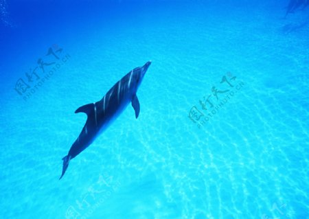 水中海豚摄影图片
