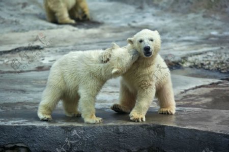 玩耍的北极熊摄影图片