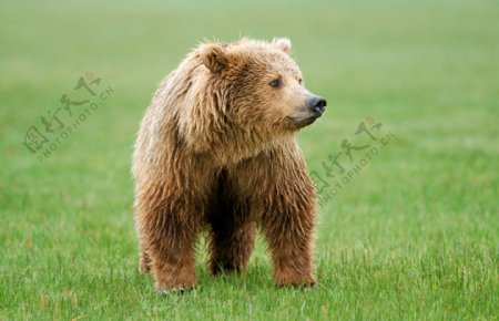 草地上的棕熊图片