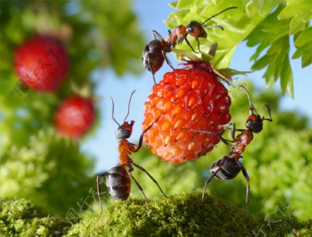 摘果实的蚂蚁图片