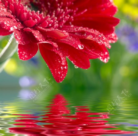 美丽鲜花与水面图片