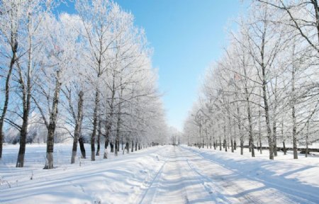 一望无际两排树冬景图片