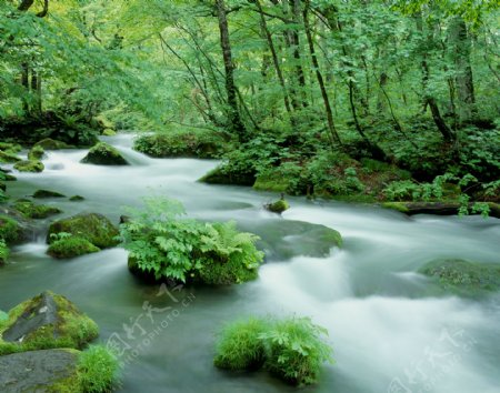 绿树河流自然景色图片