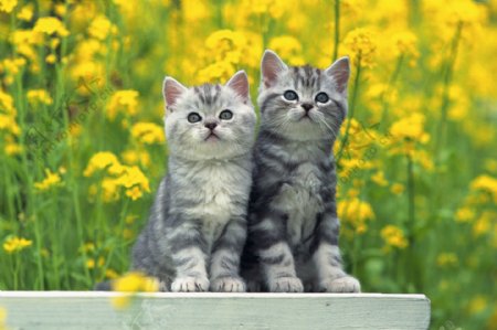 两只仰望的小猫图片