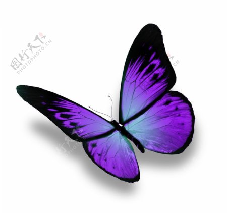 美丽紫色蝴蝶摄影图片
