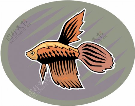 五彩小鱼水生动物矢量素材EPS格式0710