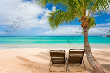 海边的椰树和座椅图片