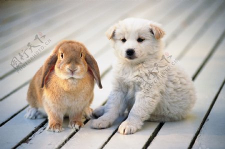 兔子与小狗图片