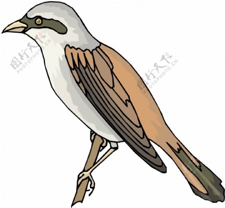 各种鸟类鸟动物矢量素材EPS格式0443