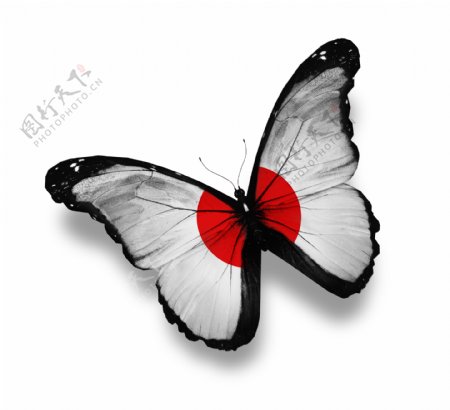 日本国旗蝴蝶图片
