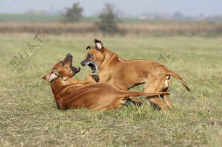 草地上吵架的两只狗图片