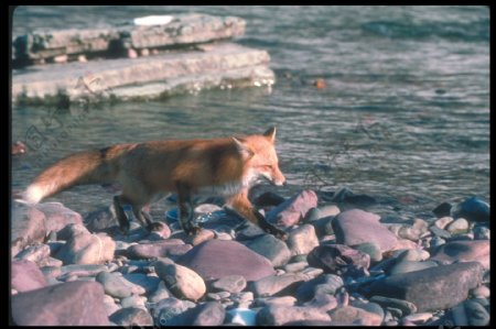 河边的狐狸图片