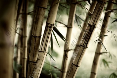 日式竹子插画图片
