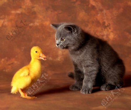 猫和小鸭子图片