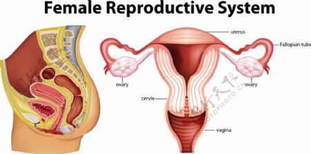 图示女性生殖系统图解