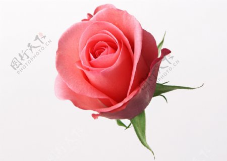 一朵粉色玫瑰花图片