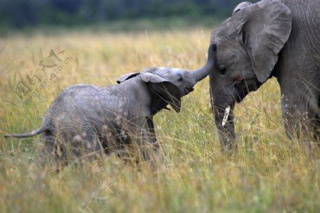 小象和母象图片