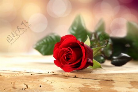 木板上的一朵玫瑰图片