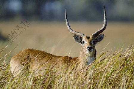 非洲野生动物长角鹿图片