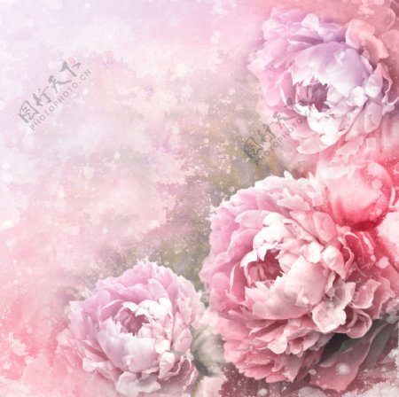 手绘粉色花朵图片