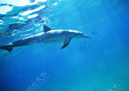 海洋中的海豚图片