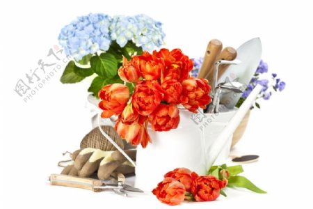 花卉和园林工具图片