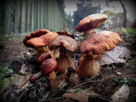 森林中的野蘑菇