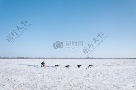 雪人狗运行南极运输南极洲雪橇
