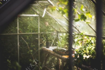 自然玻璃树叶植物绿色温室