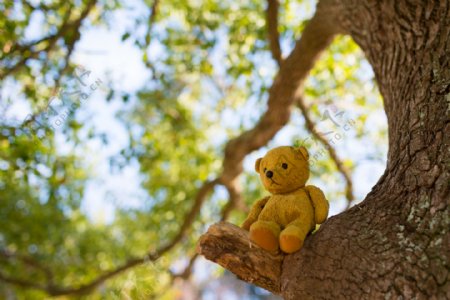 坐在树杈上的小熊玩具