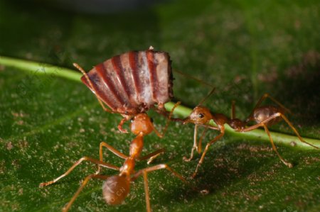 抬食物的蚂蚁图片