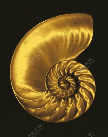 黄金海螺图片