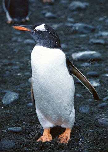 企鹅图片图片