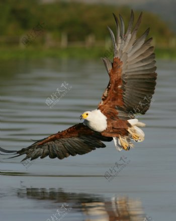湖面滑翔的雄鹰图片