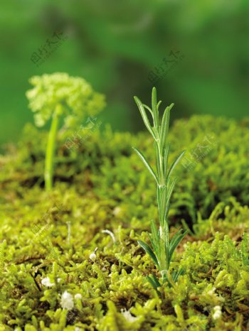 绿色植物图片