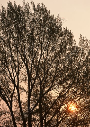 树木与夕阳图片