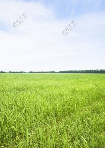 绿色大草坪素材图片