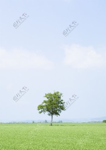 草原上的一棵独树图片