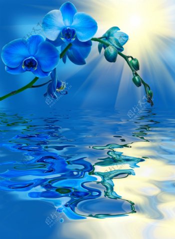 蓝色鲜花与水面倒影图片