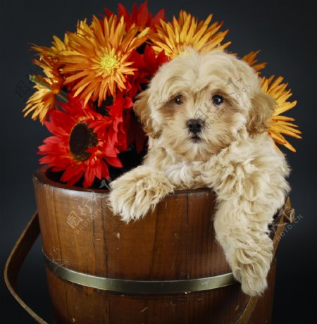 木桶里的花朵和狗图片