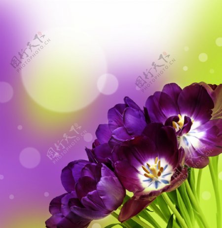 光斑与紫色花朵图片