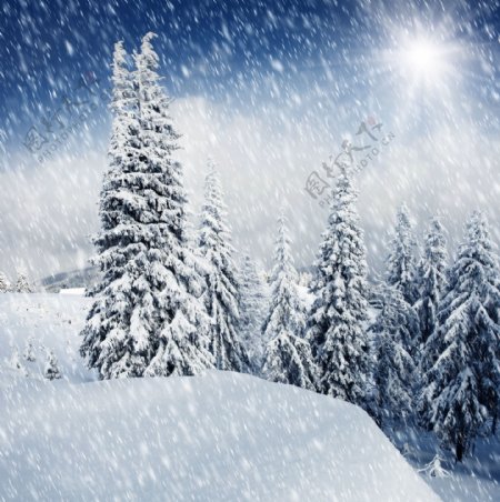 浪漫树林雪地雪花图片