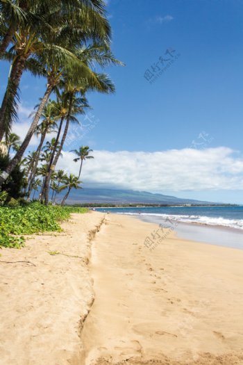 海边椰子树风景图片