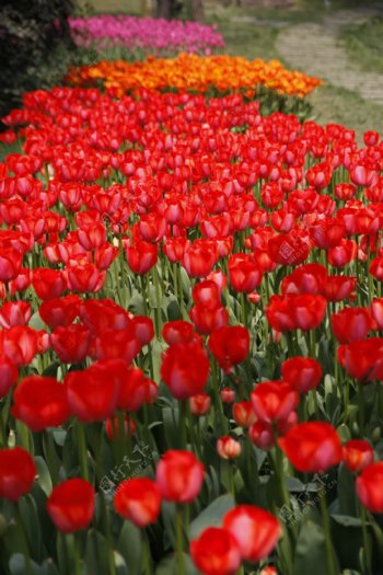 郁金香花海图片