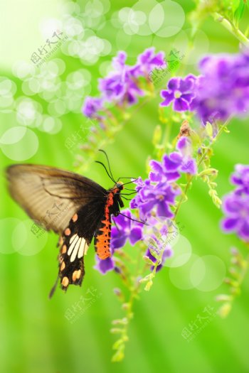唯美紫色兰花与蝴蝶图片