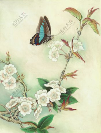 蝴蝶花卉油画
