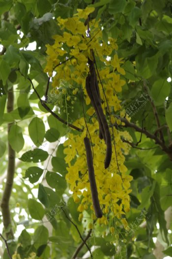 香肠树花