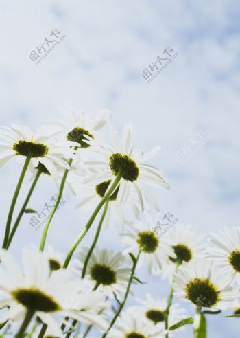 阳光下的白色小花