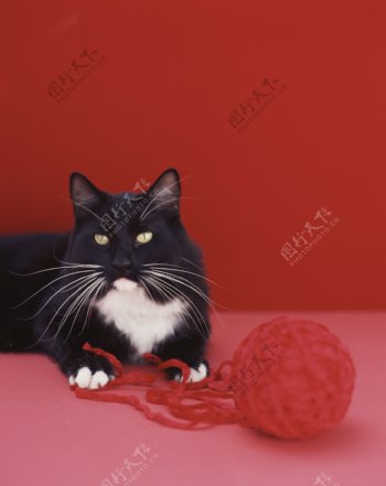 黑色猫咪与线团